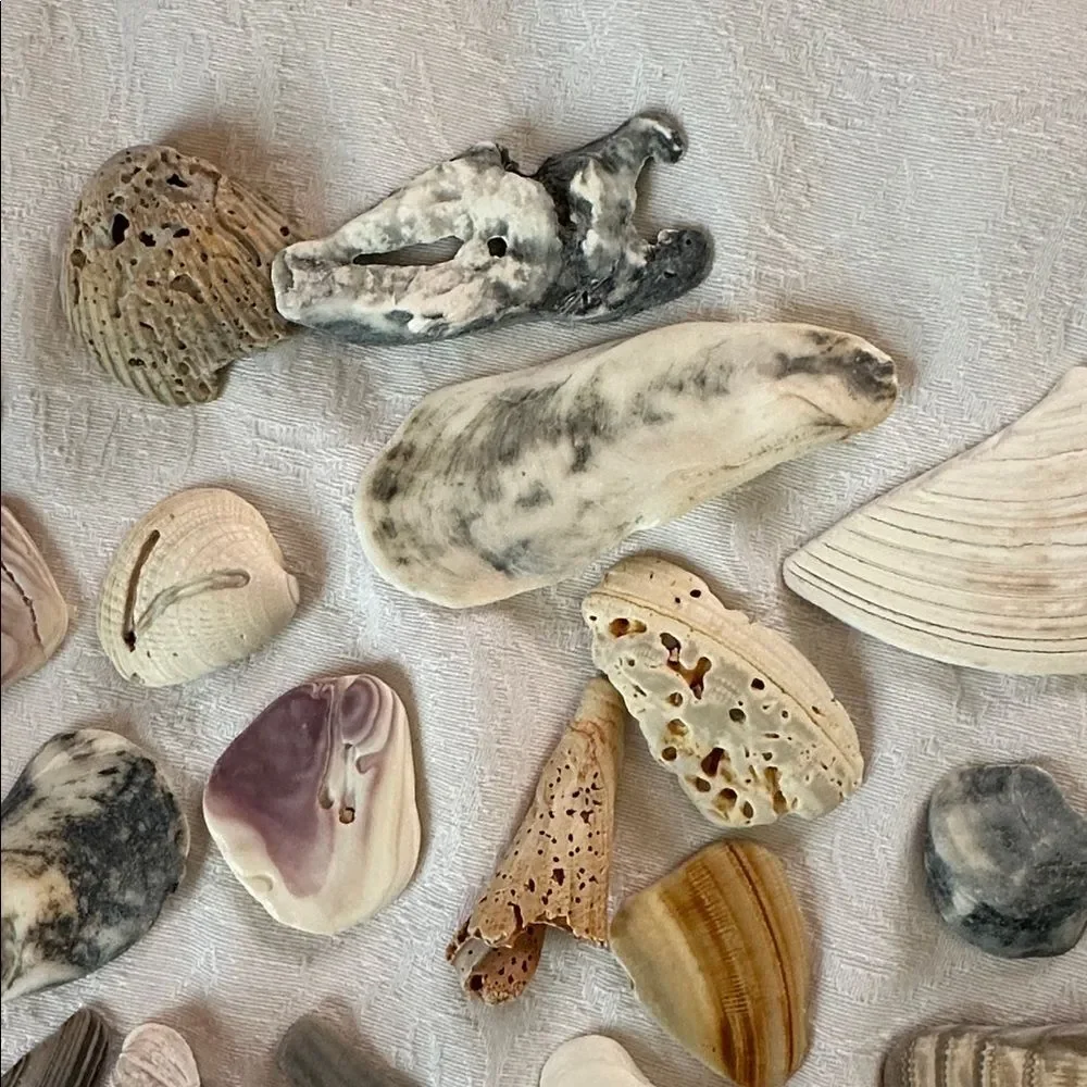 Bundle of Small Sea Shells From Bahamas and Florida